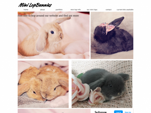 minilopbunniesaustralia.yourwebsitespace.com